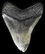 Fossil Megalodon Tooth #56833-1